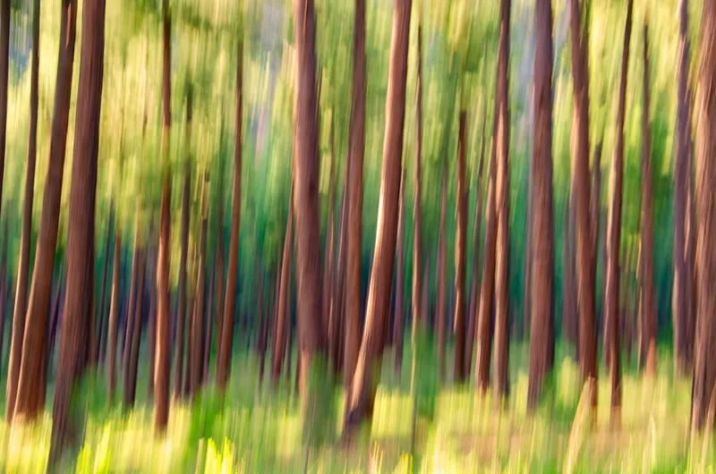 The colors of the trees and the foliage struck me while I was hiking through the mountains, and they looked way cooler when I blurred them together!